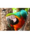 Puzzle 48pcs Animal Planet - Parrot