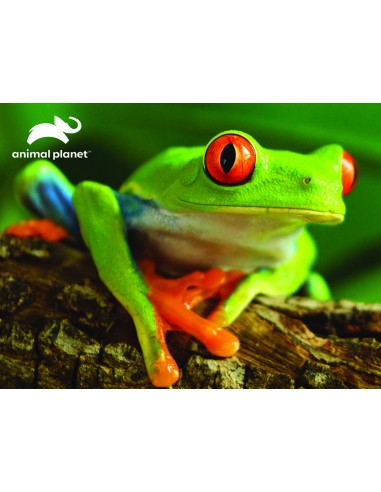 Παζλ 48 κομμάτια Animal Planet - Tree Frog