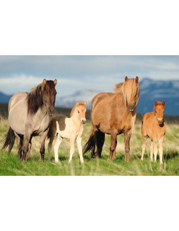 Puzzle 200pcs - Horse Family 2