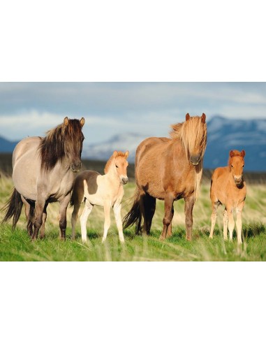 Puzzle 200pcs - Horse Family