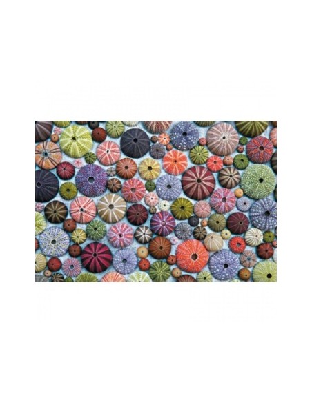 Puzzle 1000pcs - Sea Urchins