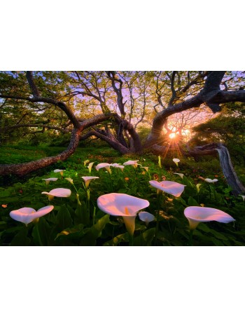 Παζλ 1000τμχ Magic Forests... 2