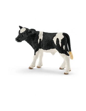 Holstein calf