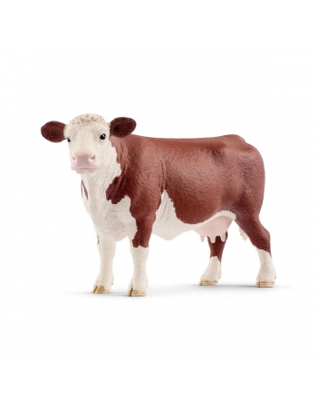Hereford cow