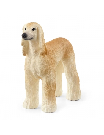 Afghan Hound