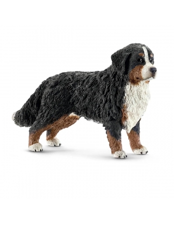 Bernese Mountain Dog, female