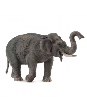 Asian elephant, female