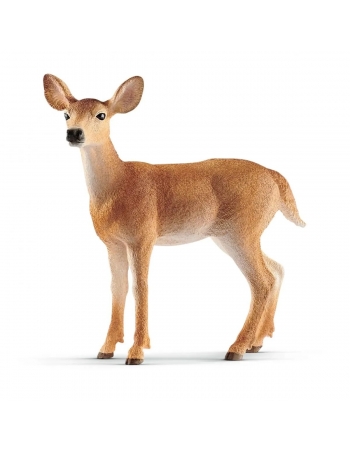White-tailed doe