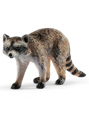Raccoon