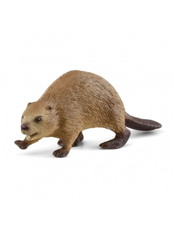 Beaver